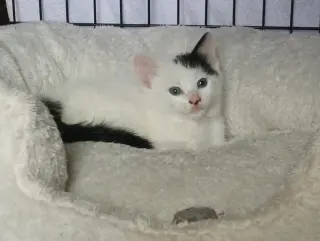 Dot