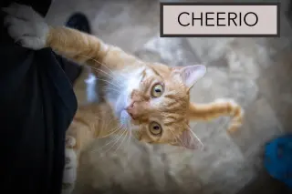 Cheerio (FCIDS# 05/11/2026 - 19 Brookhaven PS)
