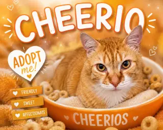 Cheerio (FCIDS# 05/11/2026 - 19 Brookhaven PS)
