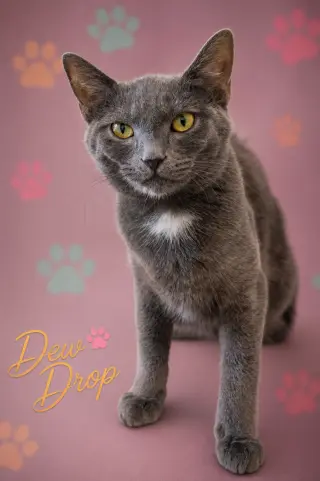 Dew Drop (FCID# 05/13/2026 - 2 Glen Mills PS)