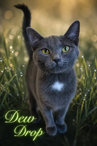 Dew Drop (FCID# 05/13/2026 - 2 Glen Mills PS)