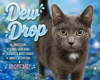 Dew Drop (FCID# 05/13/2026 - 2 Glen Mills PS)