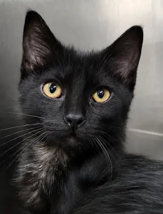 Kitten Buttons