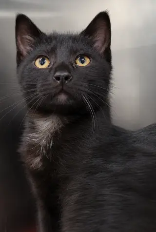 Kitten Buttons