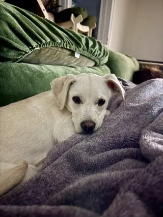 Costa / Pierogi