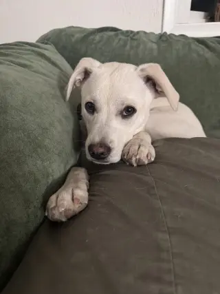 Costa / Pierogi