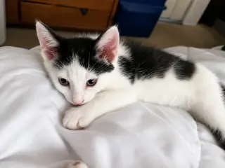 Oli Eye