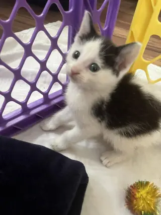 Oli Eye