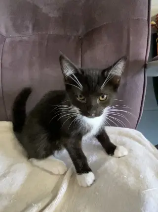 Pierogie