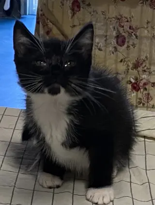 Pierogie