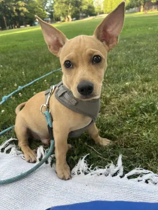 Joey