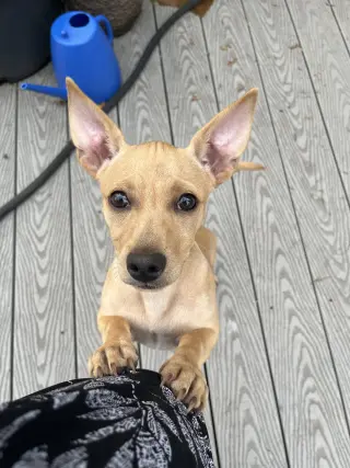 Joey