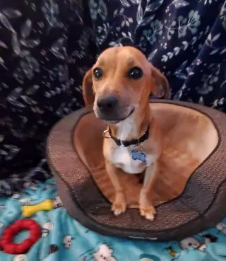 Milo