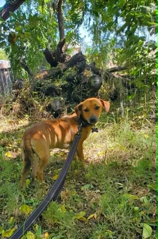 Milo