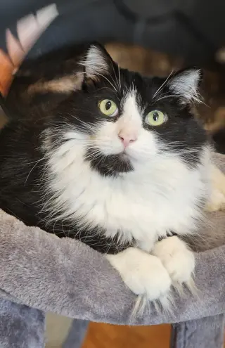 Fricky