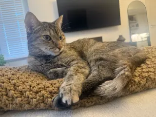 EMBER