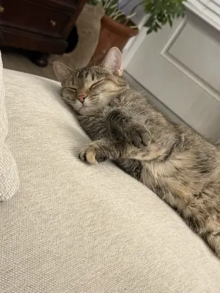 EMBER