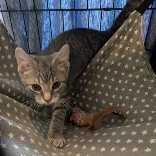 Maverick