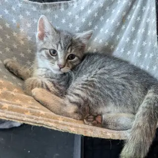 Maverick