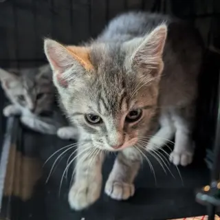Maverick