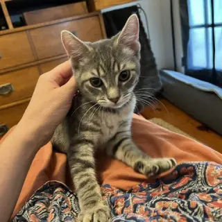 Maverick