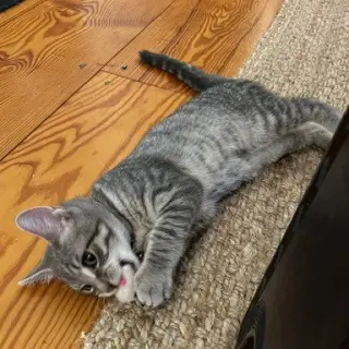 Maverick