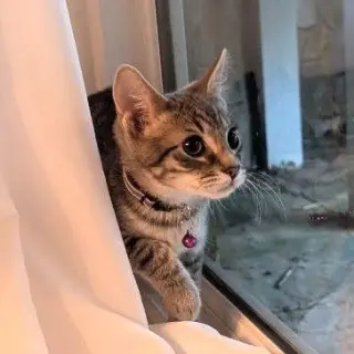 Maverick