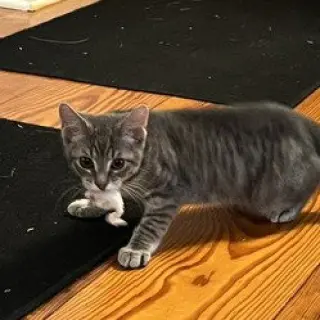Maverick