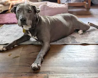Ellie