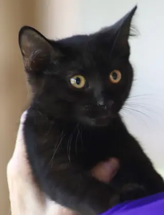 Buttercup