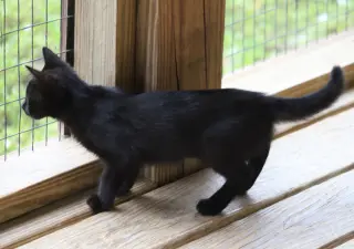 Buttercup