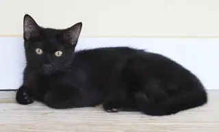 Buttercup
