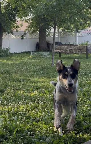 Penelope