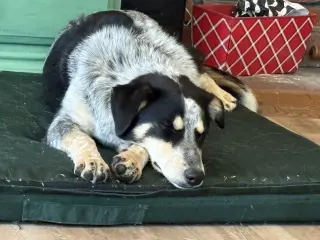 Penelope