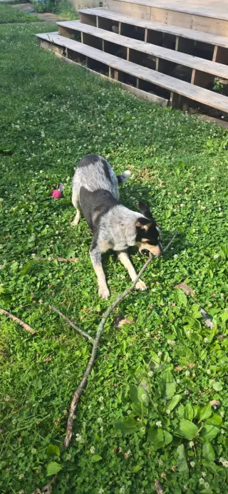 Penelope