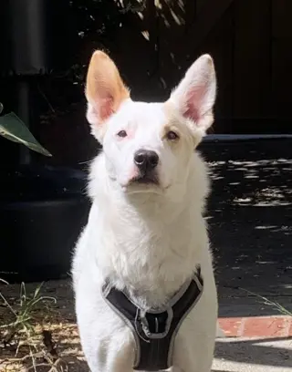 Jasper