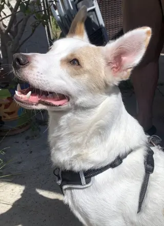 Jasper
