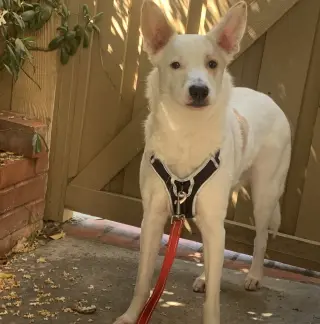 Jasper