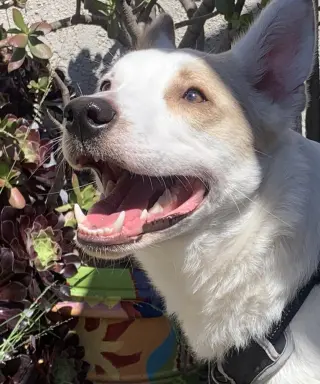 Jasper