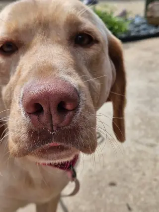 Rosie