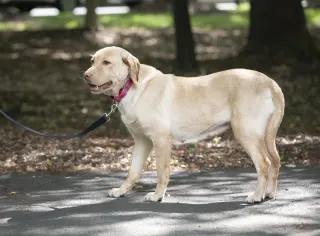 Rosie