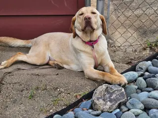 Rosie