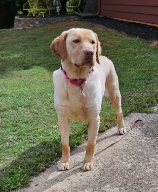 Rosie