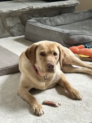 Rosie