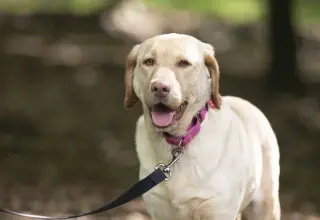 Rosie