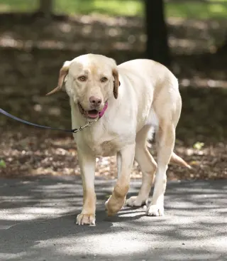 Rosie