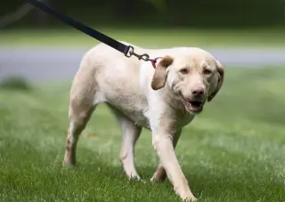 Rosie