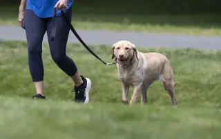 Rosie