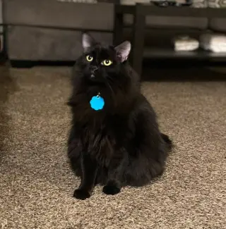 Duckie