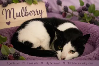 Mulberry (FCID# 05/12/2026 - 33 Trainer)